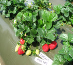 Dr. Duncan USPP Sweet and aromatic high flavor dark red longish fruits, a Sweet Darling patented Strawberry -- live dormant bare root strawberry plants