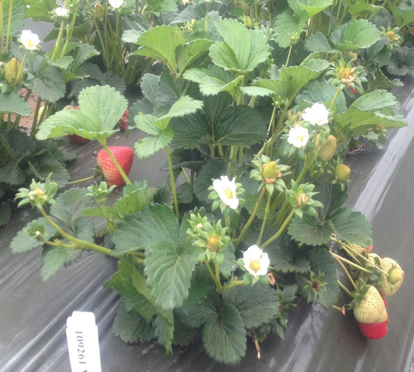 Strawberry variety named Vaulter USPP A very Early elegant Sweet Darling strawberry plant with flowers and fruit on very long stems evenly distributed about the plant